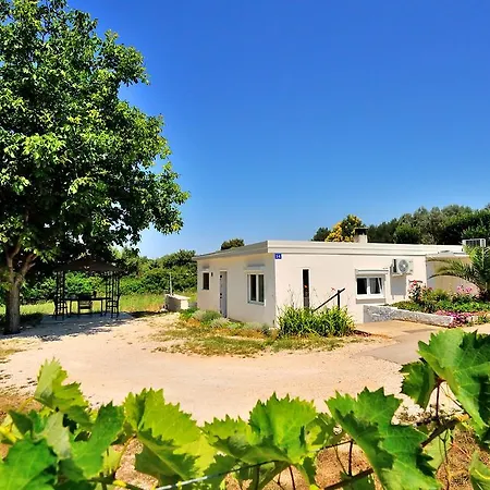 Holiday Vitis